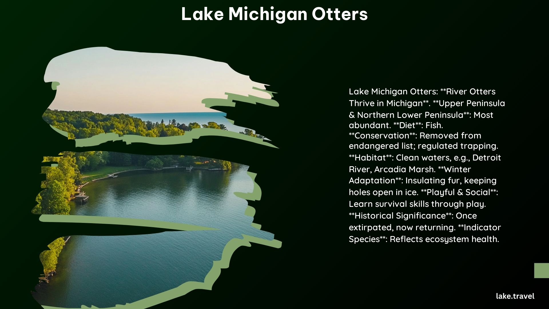 Lake Michigan Otters