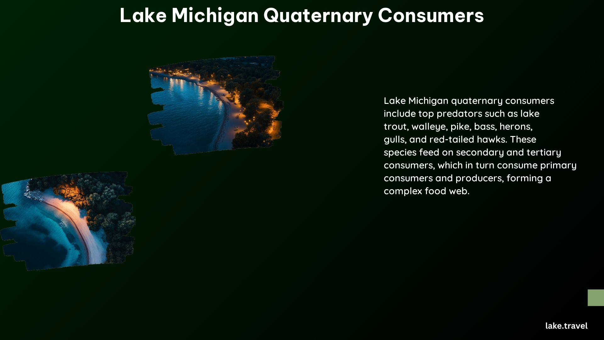 Lake Michigan Quaternary Consumers