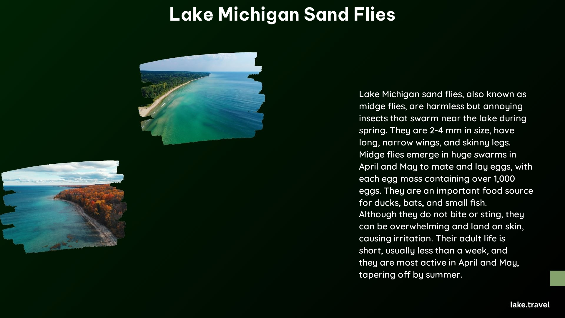 Lake Michigan Sand Flies