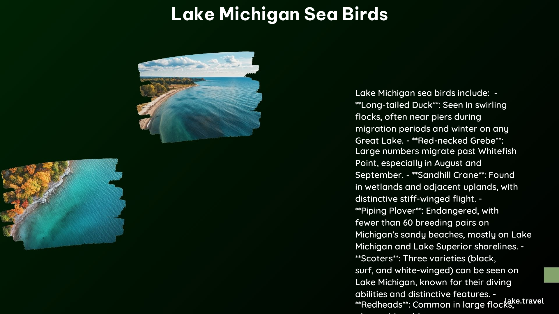 Lake Michigan Sea Birds