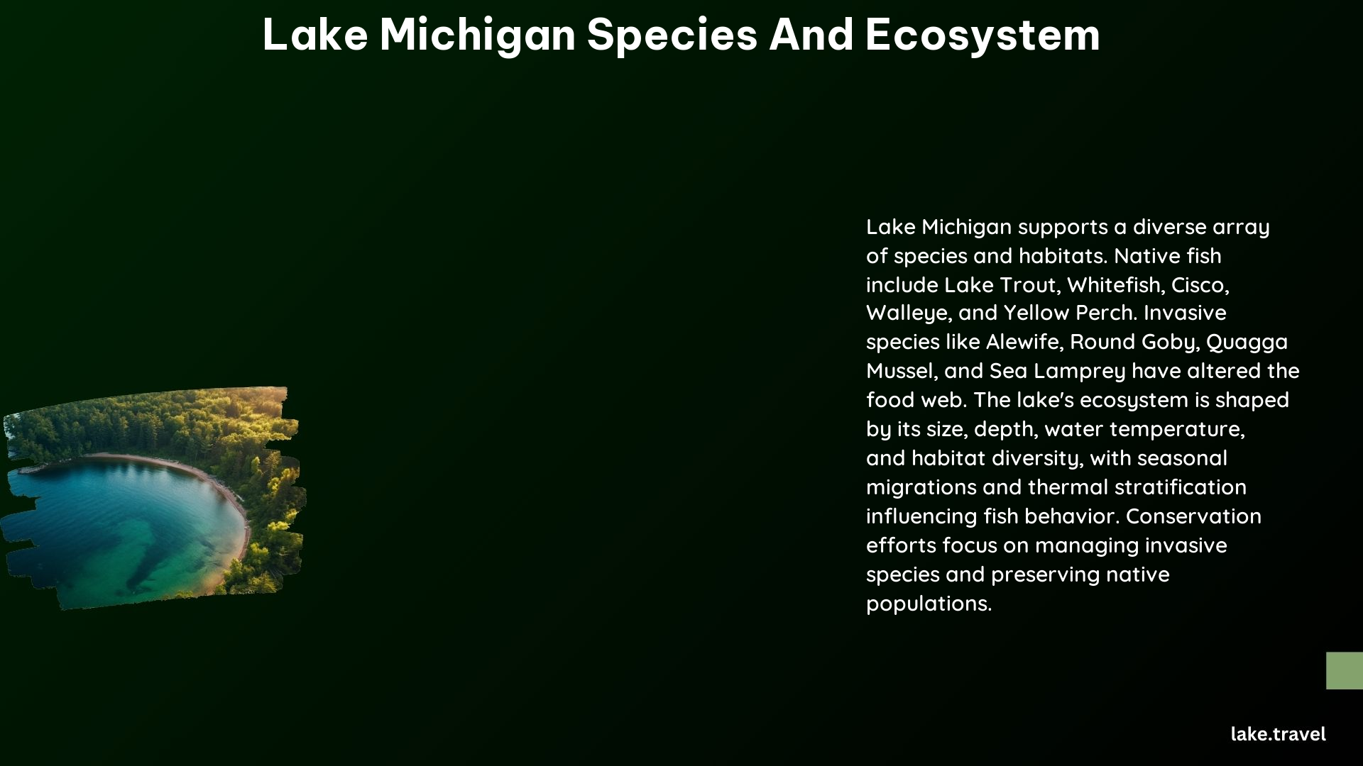 Lake Michigan Species and Ecosystem