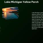 Lake Michigan Yellow Perch