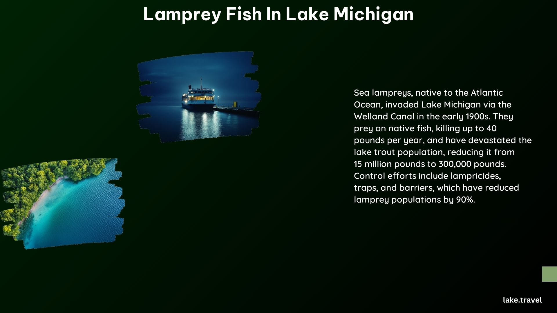 Lamprey Fish in Lake Michigan