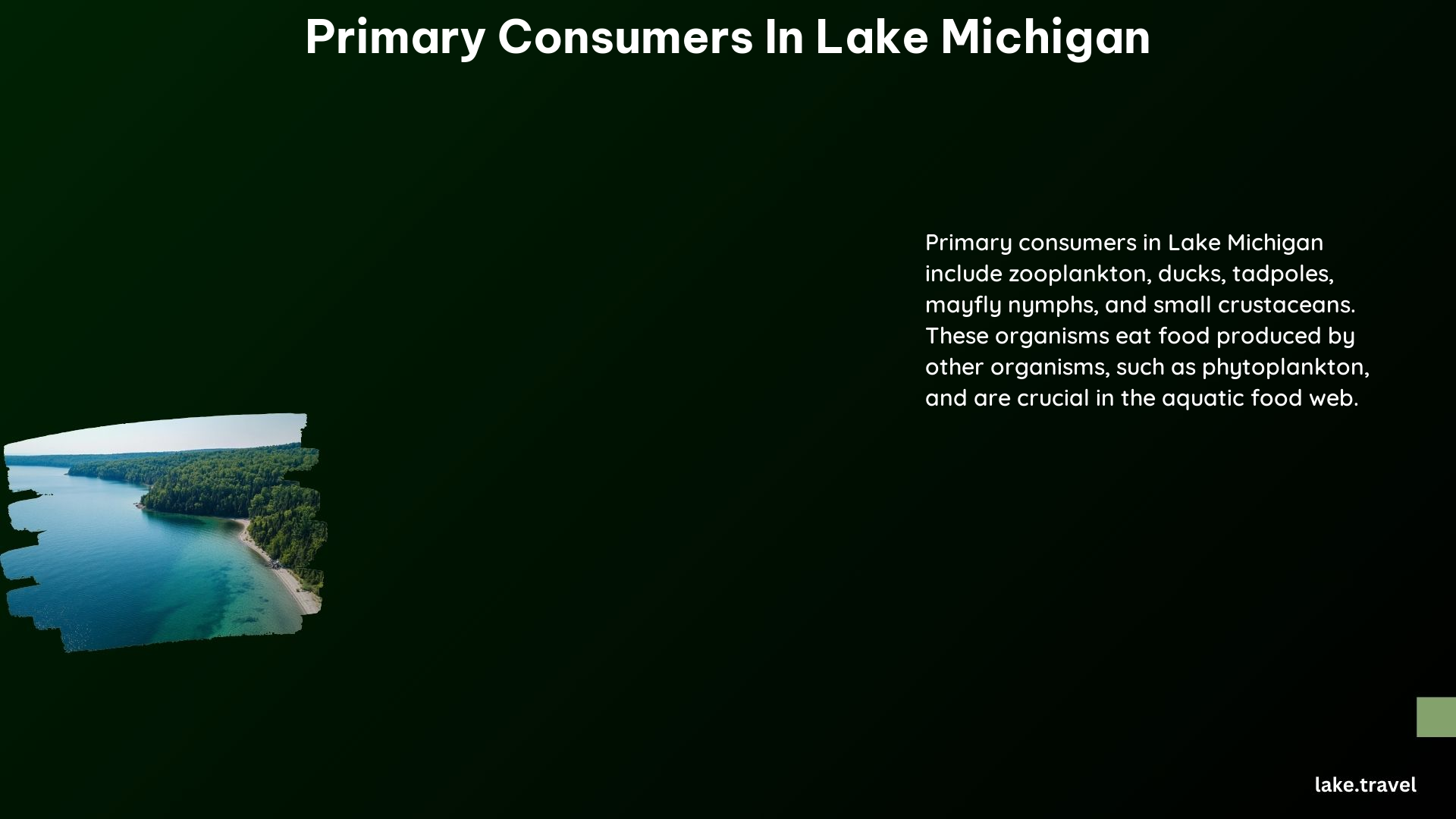 Primary Consumers in Lake Michigan