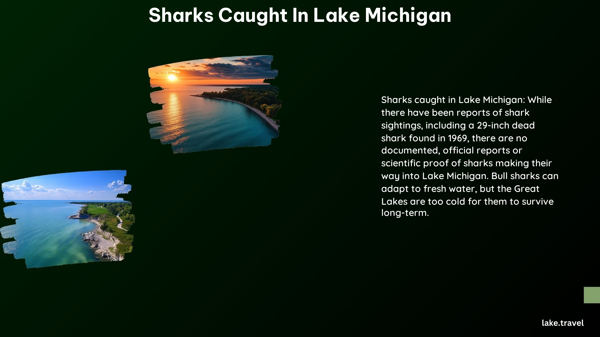 Sharks Caught in Lake Michigan