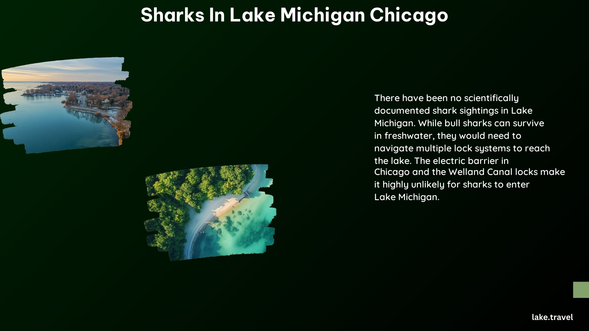 Sharks in Lake Michigan Chicago