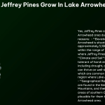 do jeffrey pines grow in lake arrowhead