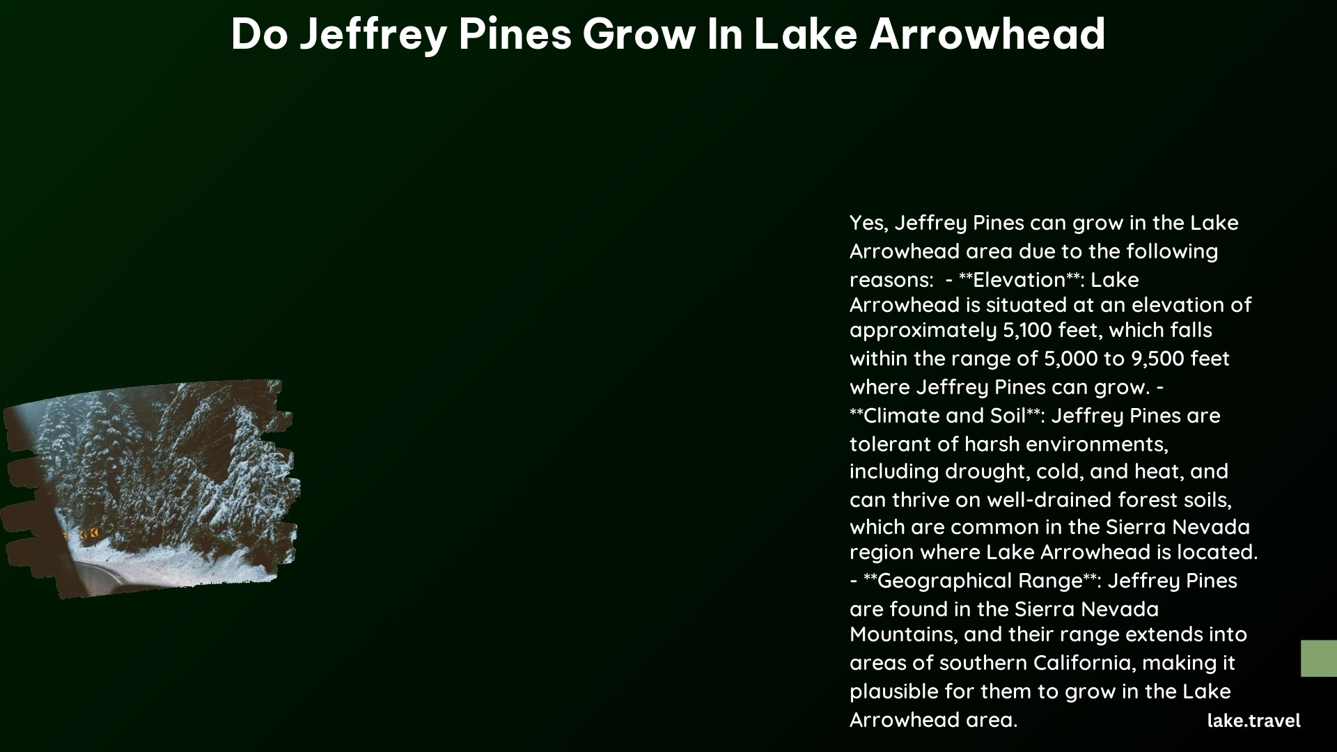 do jeffrey pines grow in lake arrowhead