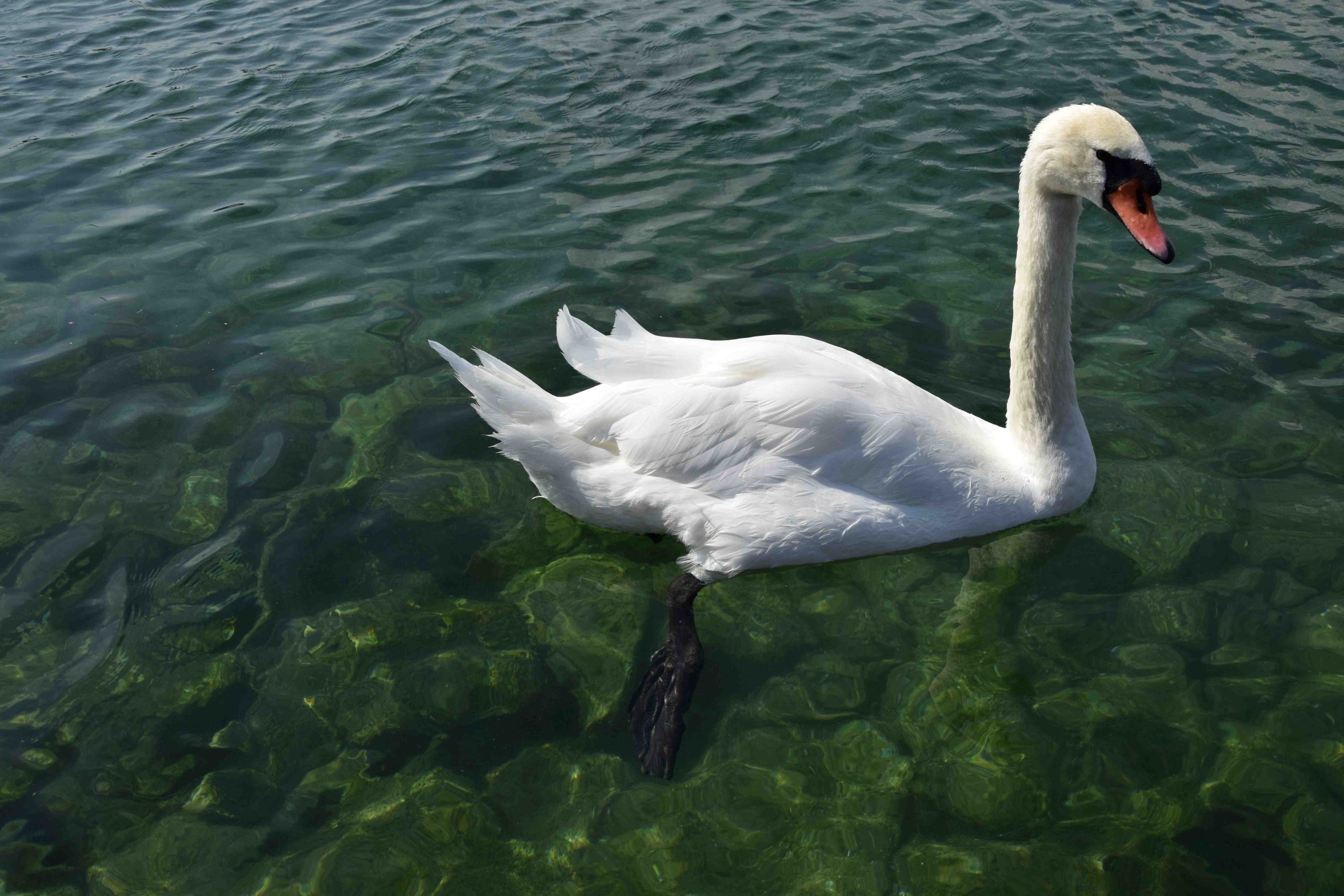 dog swimming lake geneva