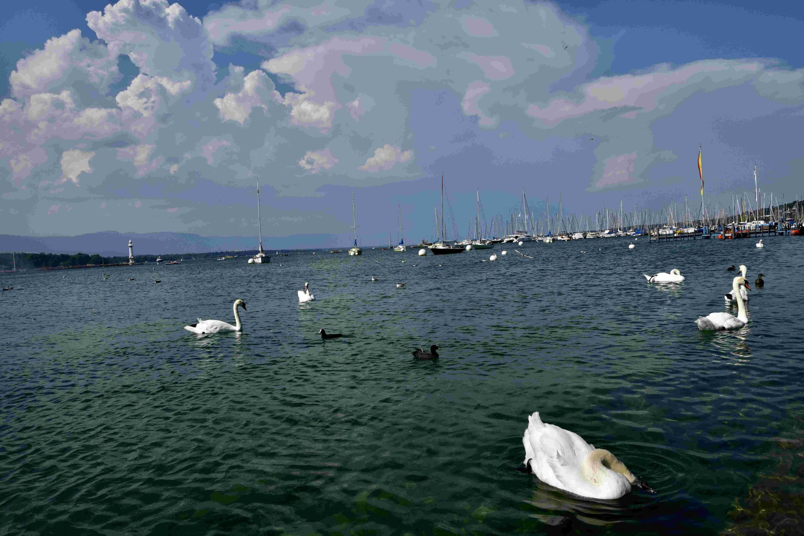 shepherd boats lake geneva