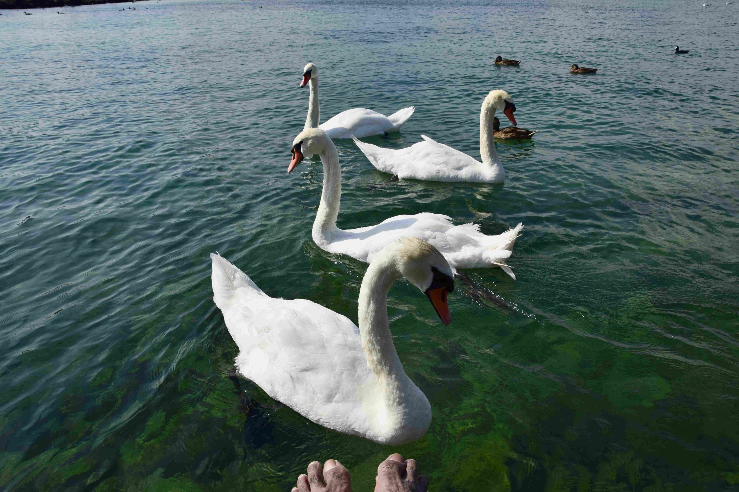 lake geneva wisconsin boat ride